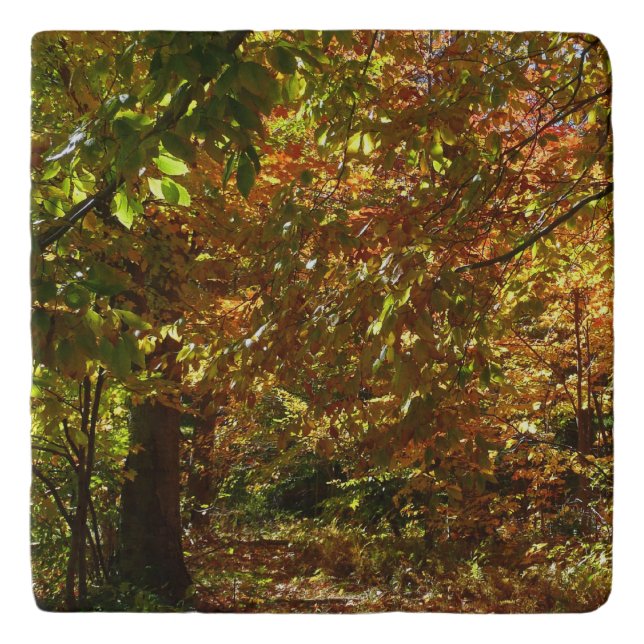 Canopy of Fall Leaves II Yellow Autumn Photography Trivet (Front)