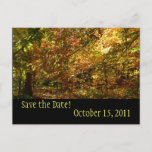 Canopy of Fall Leaves Save the Date Postcard