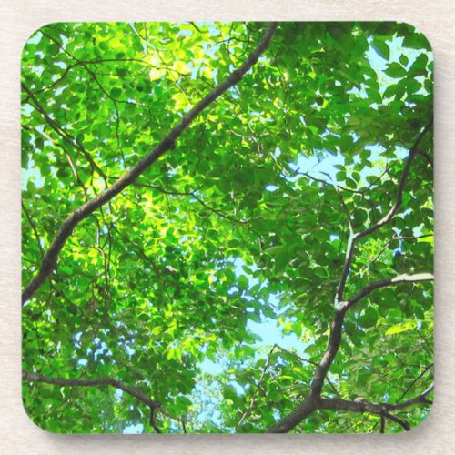 Canopy of Green Leafy Branches with Blue Sky    Beverage Coaster
