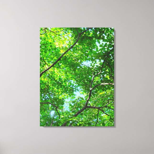 Canopy of Green, Leafy Branches with Blue Sky Canvas Print (Front)