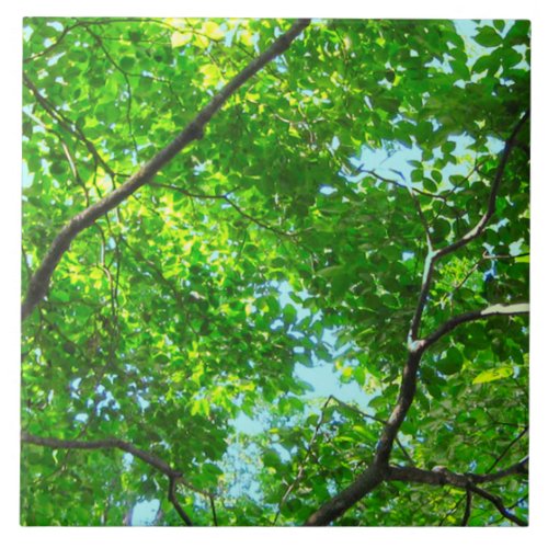 Canopy of Green Leafy Branches with Blue Sky    Ceramic Tile