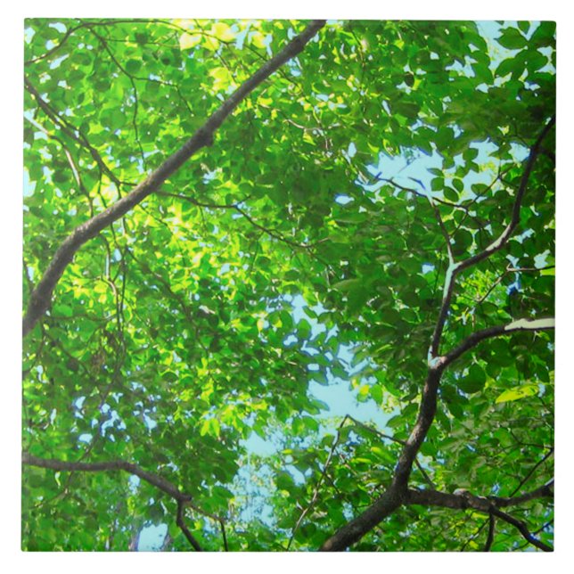 Canopy of Green, Leafy Branches with Blue Sky    Ceramic Tile (Front)