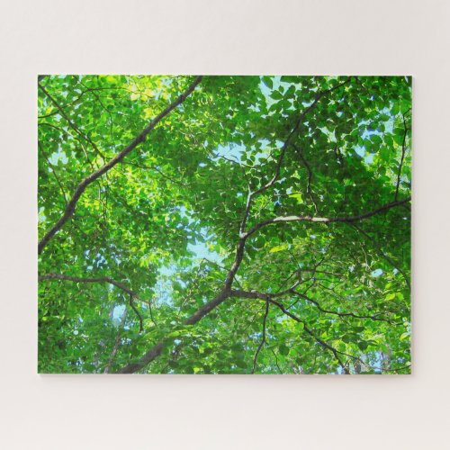 Canopy of Green Leafy Branches with Blue Sky Jigsaw Puzzle