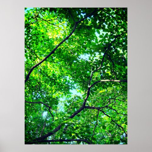 Canopy of Green Leafy Branches with Blue Sky    Poster
