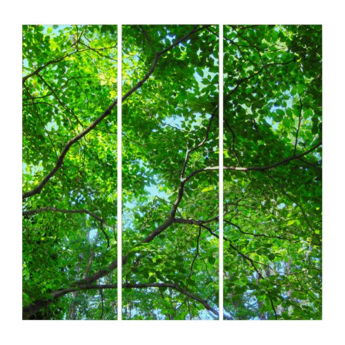 Canopy of Green Leafy Branches with Blue Sky    Triptych