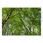 Canopy of Spring Leaves Green Nature Scene