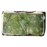 Canopy of Spring Leaves Green Nature Scene Brownie