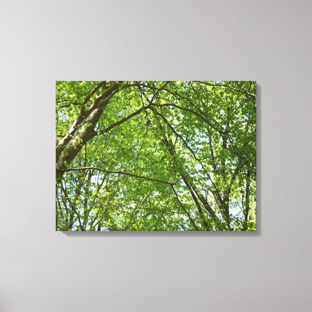 Canopy of Spring Leaves Green Nature Scene Canvas Print (Front)