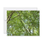 Canopy of Spring Leaves Green Nature Scene Card