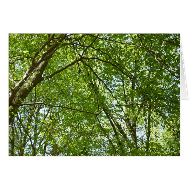 Canopy of Spring Leaves Green Nature Scene Cards (Front Horizontal)