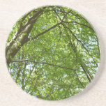 Canopy of Spring Leaves Green Nature Scene Coaster