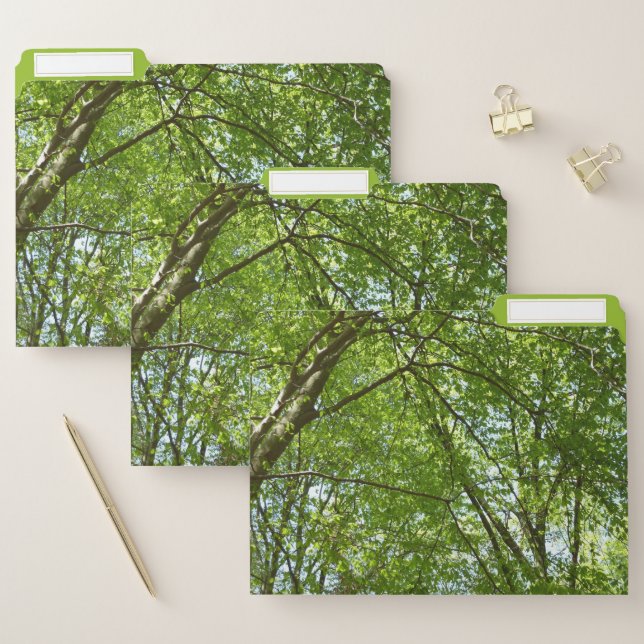 Canopy of Spring Leaves Green Nature Scene File Folder (Set)