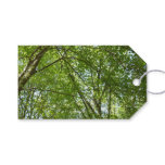 Canopy of Spring Leaves Green Nature Scene Gift Tags