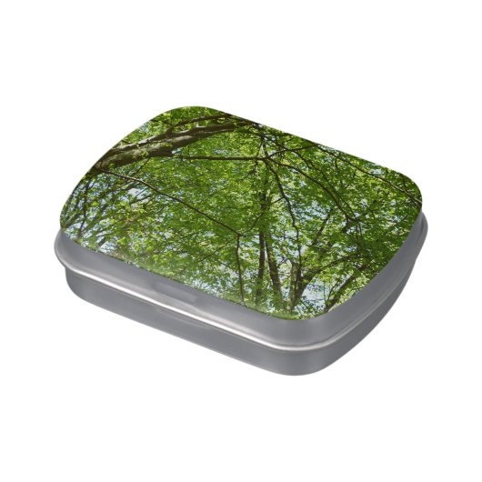 Canopy of Spring Leaves Green Nature Scene Jelly Belly Candy Tin (Side)