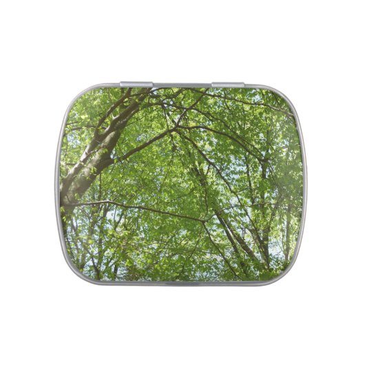 Canopy of Spring Leaves Green Nature Scene Jelly Belly Candy Tin (Top)