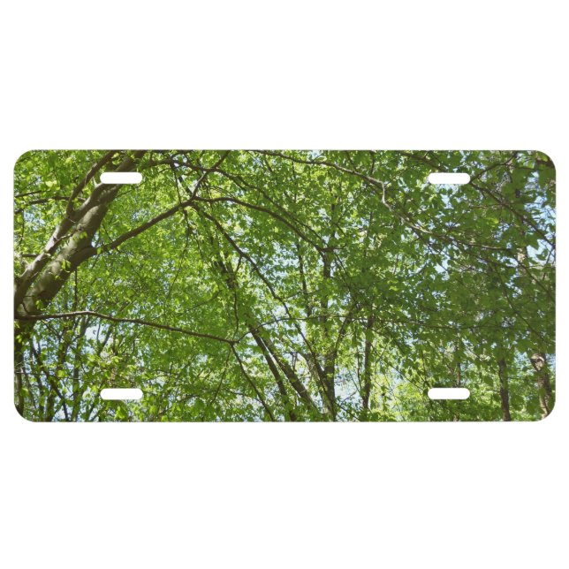 Canopy of Spring Leaves Green Nature Scene License Plate (Front)