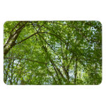 Canopy of Spring Leaves Green Nature Scene Magnet