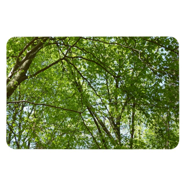 Canopy of Spring Leaves Green Nature Scene Magnet (Horizontal)