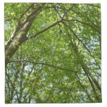 Canopy of Spring Leaves Green Nature Scene Napkin