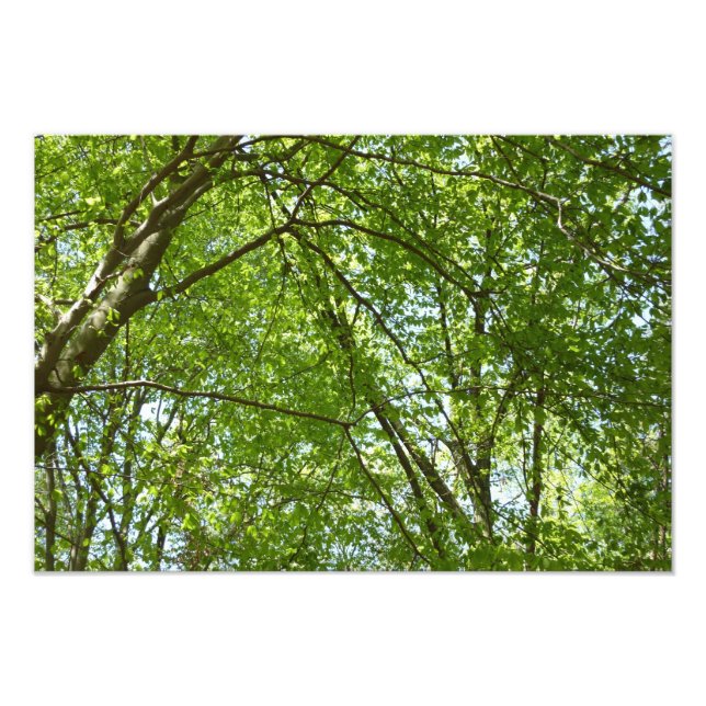 Canopy of Spring Leaves Green Nature Scene Photo Print (Front)