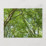 Canopy of Spring Leaves Green Nature Scene Postcard
