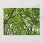 Canopy of Spring Leaves Green Nature Scene Postcard