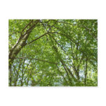 Canopy of Spring Leaves Green Nature Scene Postcard