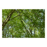 Canopy of Spring Leaves Green Nature Scene Poster