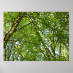 Canopy of Spring Leaves Green Nature Scene Poster