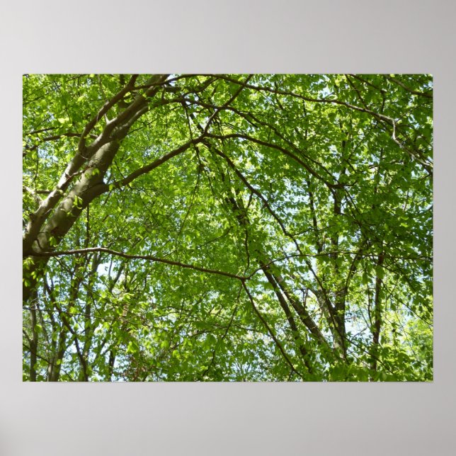 Canopy of Spring Leaves Green Nature Scene Poster (Front)