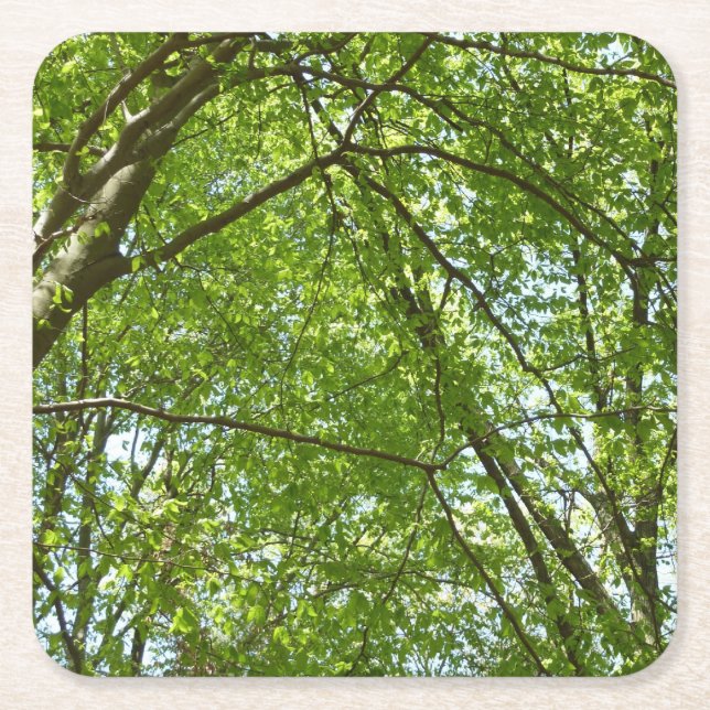 Canopy of Spring Leaves Green Nature Scene Square Paper Coaster (Front)