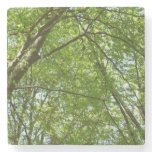 Canopy of Spring Leaves Green Nature Scene Stone Coaster
