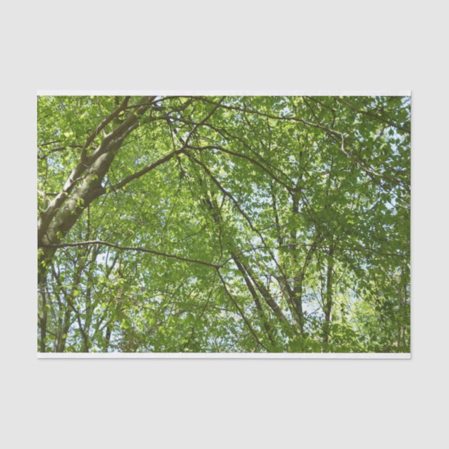 Canopy of Spring Leaves Green Nature Scene Tissue Paper (Front)