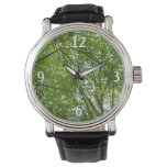 Canopy of Spring Leaves Green Nature Scene Watch