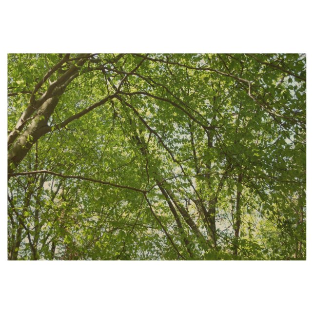 Canopy of Spring Leaves Green Nature Scene Wood Poster (Front)
