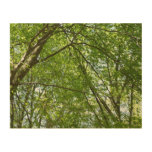 Canopy of Spring Leaves Green Nature Scene Wood Wall Art