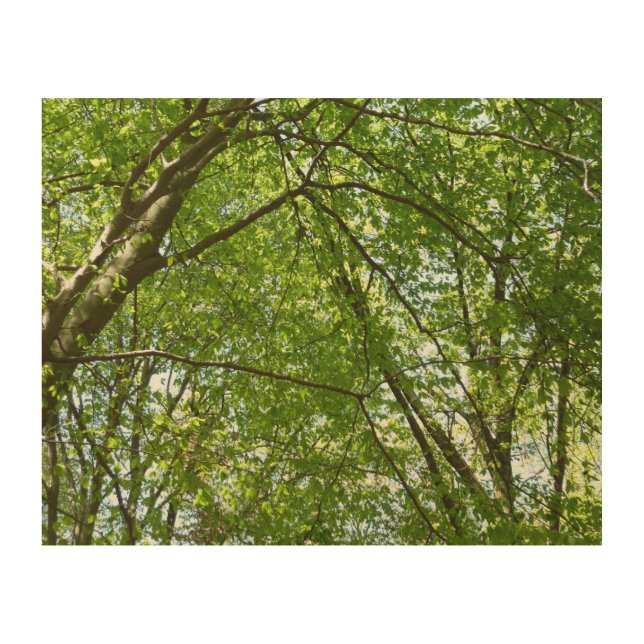 Canopy of Spring Leaves Green Nature Scene Wood Wall Art (Front)