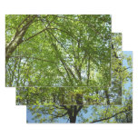 Canopy of Spring Leaves Green Nature Scene Wrapping Paper Sheets