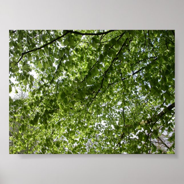 Canopy Poster (Front)