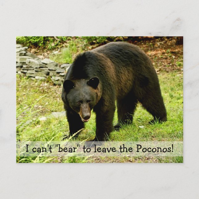 Can't "Bear" to Leave Poconos Postcard (Front)