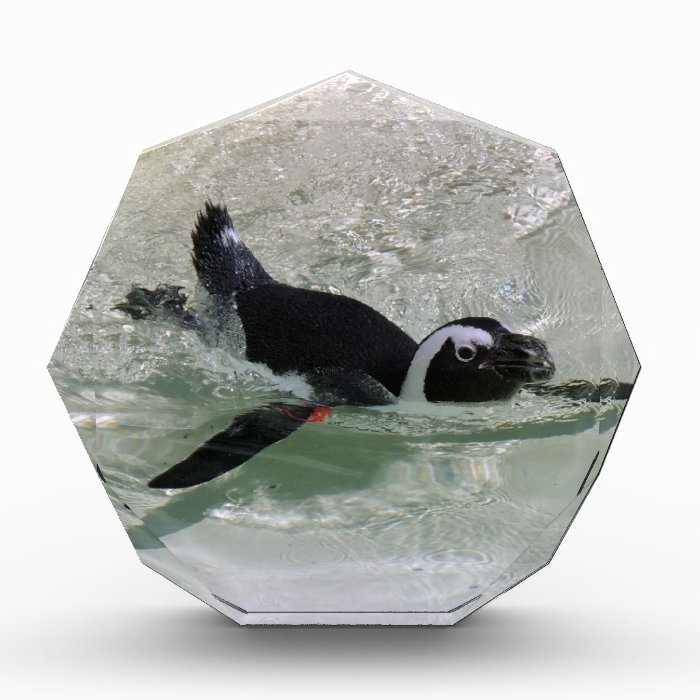 Can't Get Mad at Looking at a Penguin Award