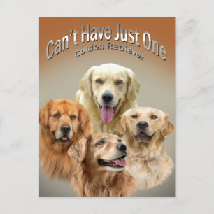 Can't Have Just One Golden Retriever Postcard