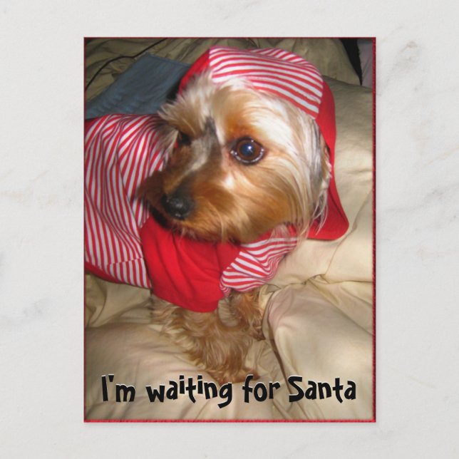 Can't Sleep  Little Yorkie on Christmas Eve Holiday Postcard (Front)