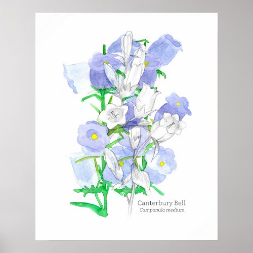 Canterbury Bells Language of Flowers Victorian Poster
