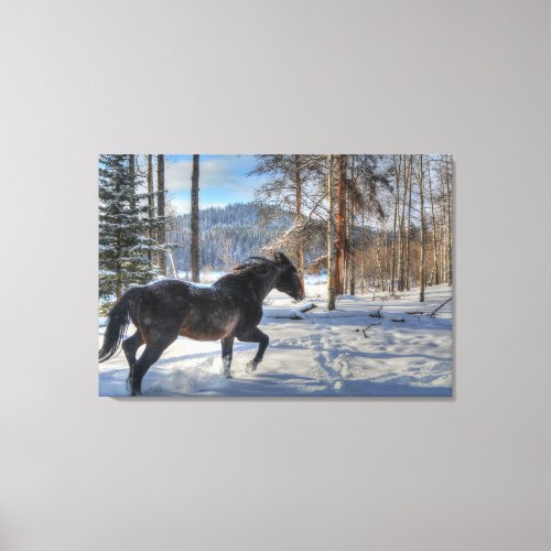 Cantering Black Percheron Horse  Snow Photo 2 Canvas Print