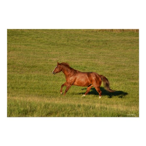 Cantering Sorrel Mare  Ranch Pasture Equine Photo Poster