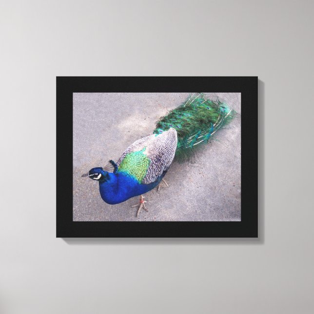 Canvas Art Peacock (Front)