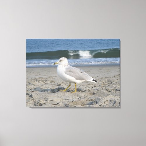 Canvas art seagull on Rhode Island RI beach