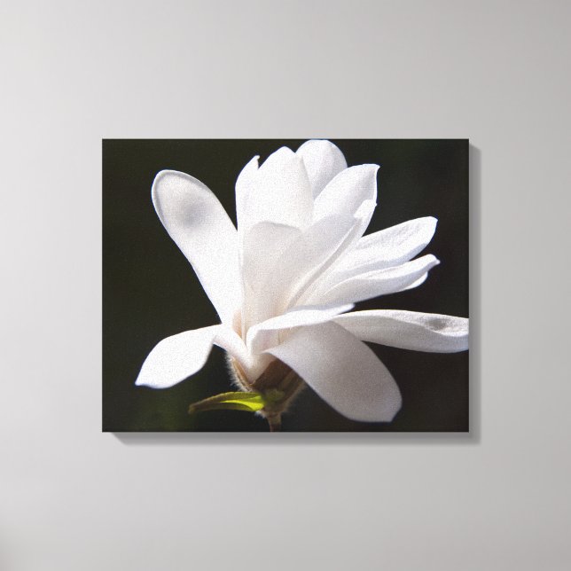 Canvas Art-Star Magnolia Flower (Front)