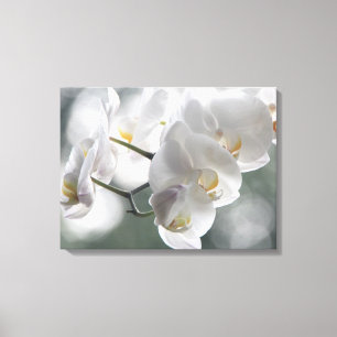 Canvas Art-White Orchids Print